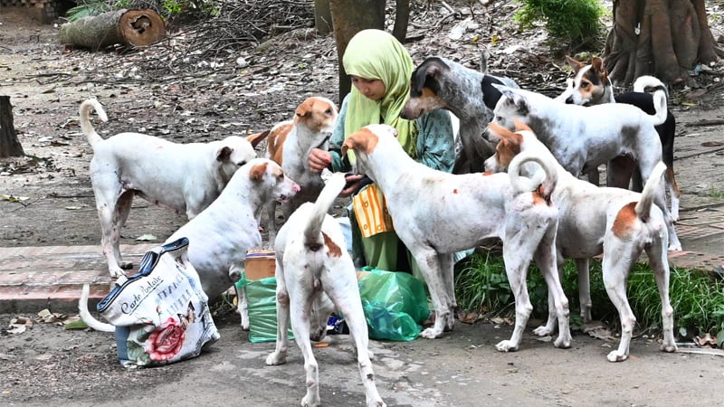 ছিন্নমূল কুকুরদের পাশে ইন্টার্ন চিকিৎসক